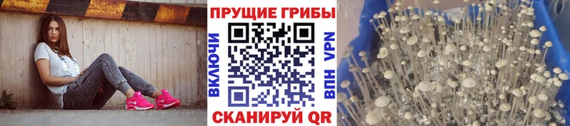 Купить Бавлы Галлюциногенные грибы Psilocybe